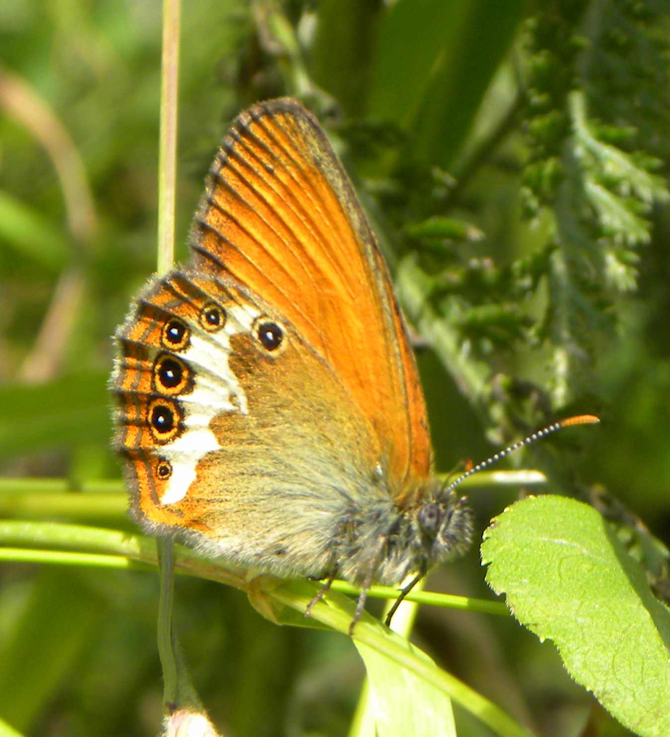 farfalla da identificare